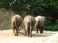 Three Elephants Royalty Free Stock Photo