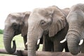 Three Elephants Royalty Free Stock Photo