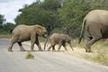 Three elephants Royalty Free Stock Photo