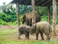 Three elephants at aisa