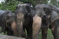 Three elephants Royalty Free Stock Photo