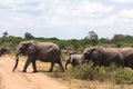 Three elephants crossing the road. Masai Mara, Kenya Royalty Free Stock Photo