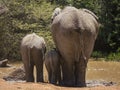 Three elephants of different ages drinking at a water hole, view from behind Royalty Free Stock Photo