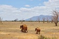 Three elephants in the dry savannah of Tsavo East Kenya Royalty Free Stock Photo