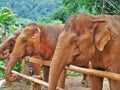 Three elephants eating happily Royalty Free Stock Photo