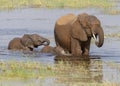 Three elephants Elephantidae crossing a pond Royalty Free Stock Photo