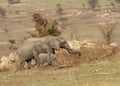 Threee Elephants Elephantidae walking across the Serengeti