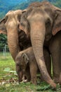 Three elephants in nature park Royalty Free Stock Photo