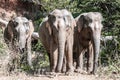 Three elephants Royalty Free Stock Photo