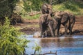 Three elephants playing in the water