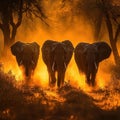 Three Elephants Running Through Golden Dust Royalty Free Stock Photo