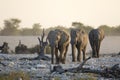 Three elephants Royalty Free Stock Photo