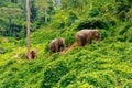 Three elephants walk at the jungle in Chiang Mai Thailand Royalty Free Stock Photo