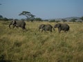 Three elephants walking through grassland in africa Royalty Free Stock Photo