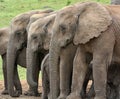 Three elephants standing side by side Royalty Free Stock Photo