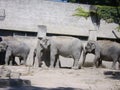 Three elephants at Zurich ZOO, SWISS