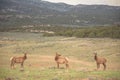 Three Elk Cows In Northwest Colorado