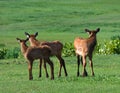 Three Elk Fawns