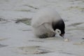 Three Emperor Penguin Chick pecking Royalty Free Stock Photo