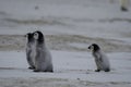 Three Emperor Penguin Chicks Royalty Free Stock Photo