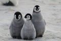 Three Emperor Penguin Chicks Huddled Together Royalty Free Stock Photo