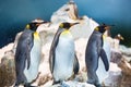 Three emperor penguins in the same lateral position. With an ice mountain in the background Royalty Free Stock Photo