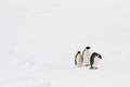 Three emperor penguins walking