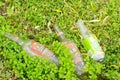 Empty bottles on the green grass and weed in the park