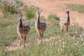 Three emu chicks in the green field under the sun light. Royalty Free Stock Photo
