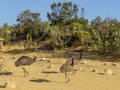 Three emus walking inside the Pinnacles Desert, Western Australia Royalty Free Stock Photo