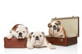 Three English Bulldogs