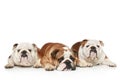 Three English Bulldogs on a white background