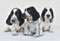 English Cocker Spaniel Puppies Royalty Free Stock Photo