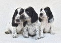 English Cocker Spaniel Puppies Royalty Free Stock Photo