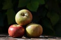 Three English Cox's apples in autumn sunlight with leaves in a dark background placed on a rustic table Royalty Free Stock Photo