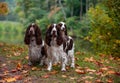 Three English Springer Spaniels Sitting on the grass. Autumn Background