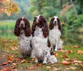 Three English Springer Spaniels Sitting on the grass. Autumn Background