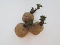 Three Epicure potatoes chitting on a white background