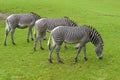Three Zebras standing on grass Royalty Free Stock Photo