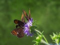 Three Erebia euryale isaria on a blossom