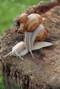 Three escargot or snails