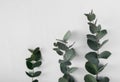 Three eucalyptus branches on a white background