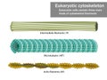 Three Eukaryotic cells cytoskeletal filaments Royalty Free Stock Photo