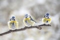 Three eurasian blue tits Cyanistes caeruleus sitting together