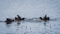 Fight of three Eurasian coots