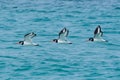 Three Eurasian oystercatchers Haematopus ostralegus or common pied oystercatcher, or palaearctic oystercatcher  in flight Royalty Free Stock Photo