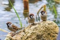 Three eurasian tree sparrow on stone Royalty Free Stock Photo