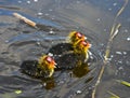 Three Eurasion coot chicks