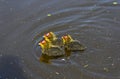 Three Eurasion coot chicks