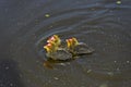 Three Eurasion coot chicks